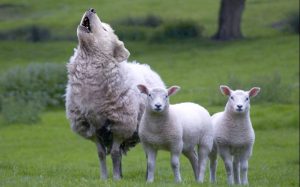 wolf-in-sheeps-clothing